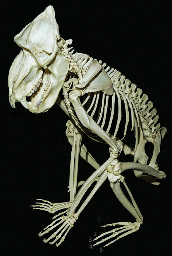 Mandrill skeleton