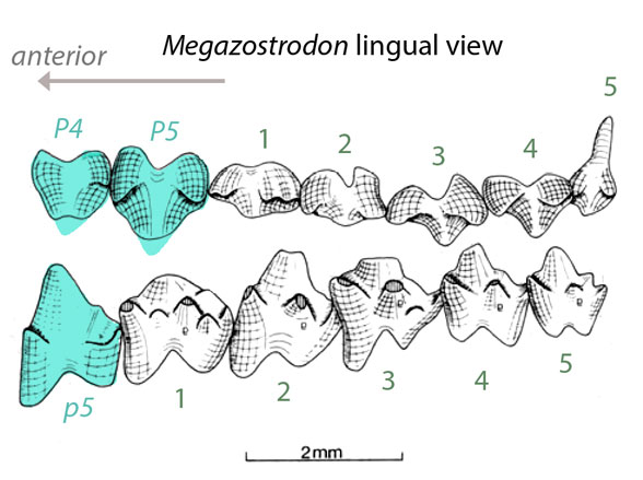 Megazostrodon molars