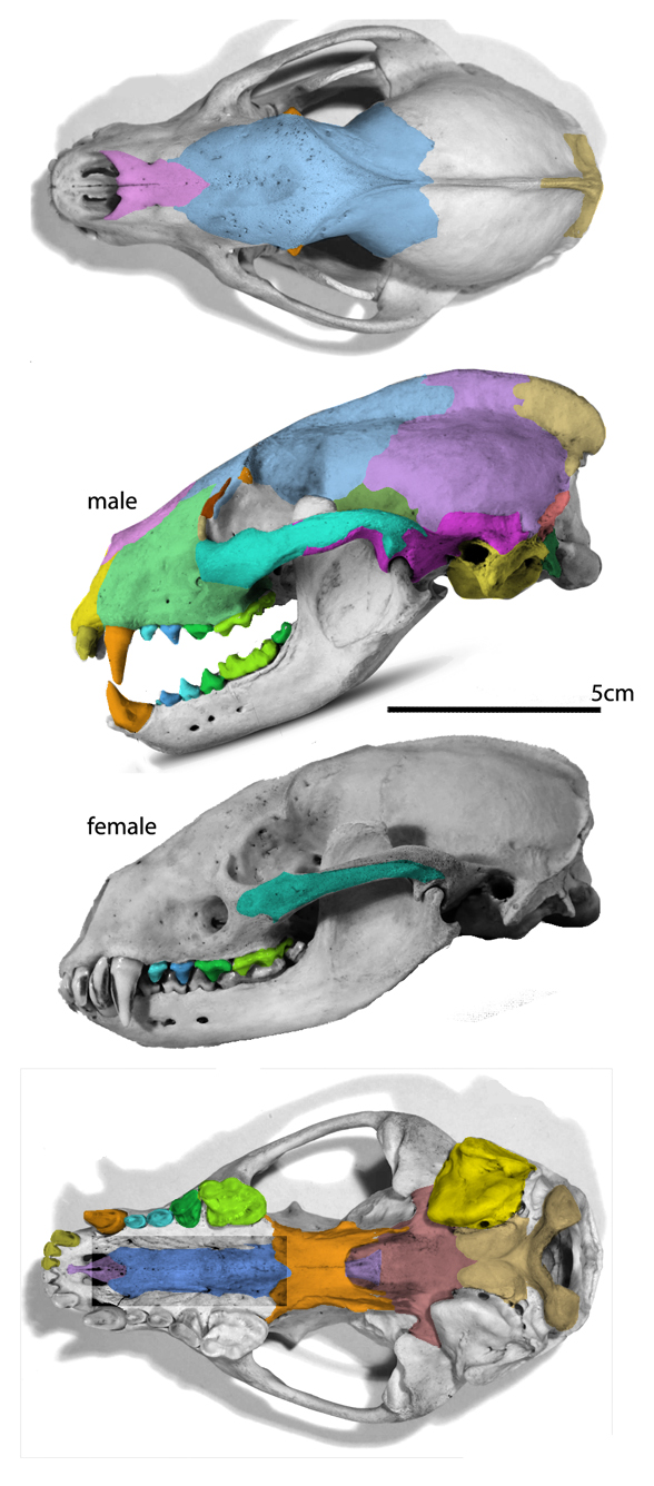 Meles skull