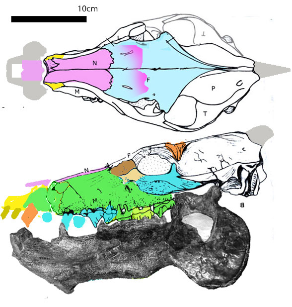 Merycopotamus