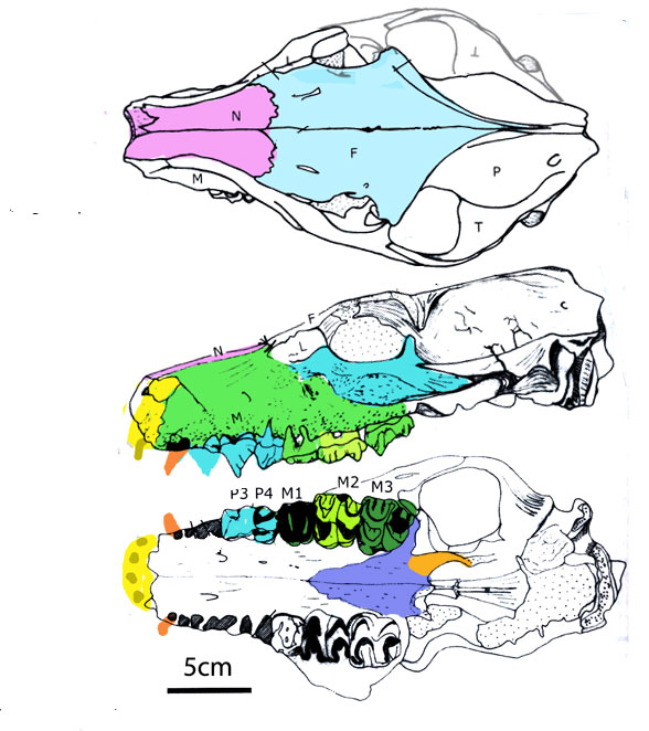 Merycopotamus skull