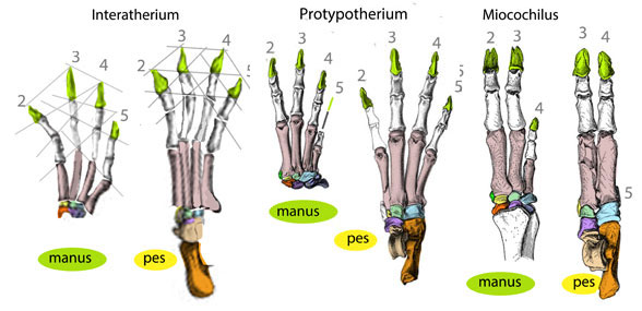 Miocochilius manus and pes