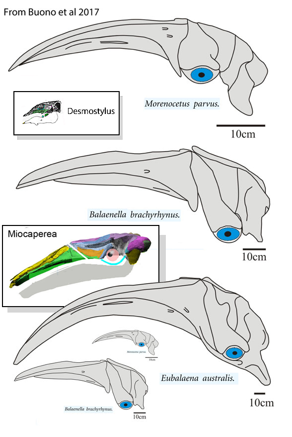 Morenocetus compared