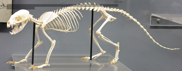 Mungos skeleton