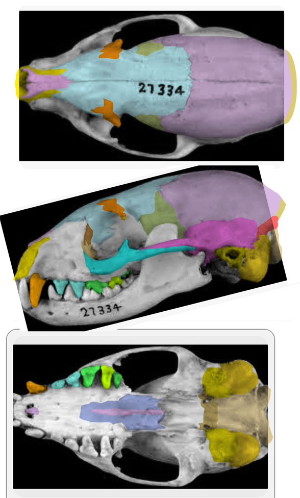 Mungos skull
