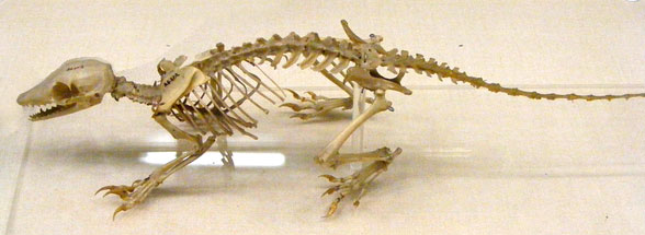 Mymecobius skeleton