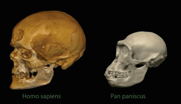Bonobo skull
