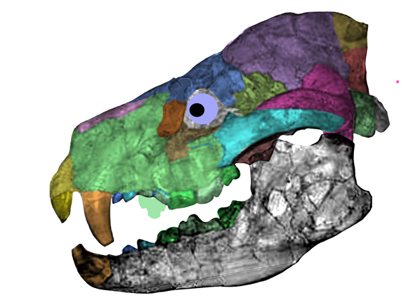 Amphicyon skull
