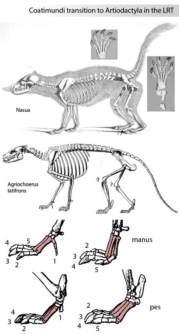 Agriochoerus latifrons and Notharctus