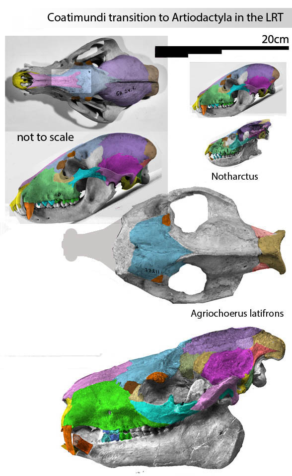 Notharctus, Nasua and Agriochoerus latifrons manus and pes 