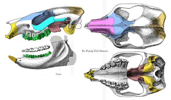 Notostylops skull diagram