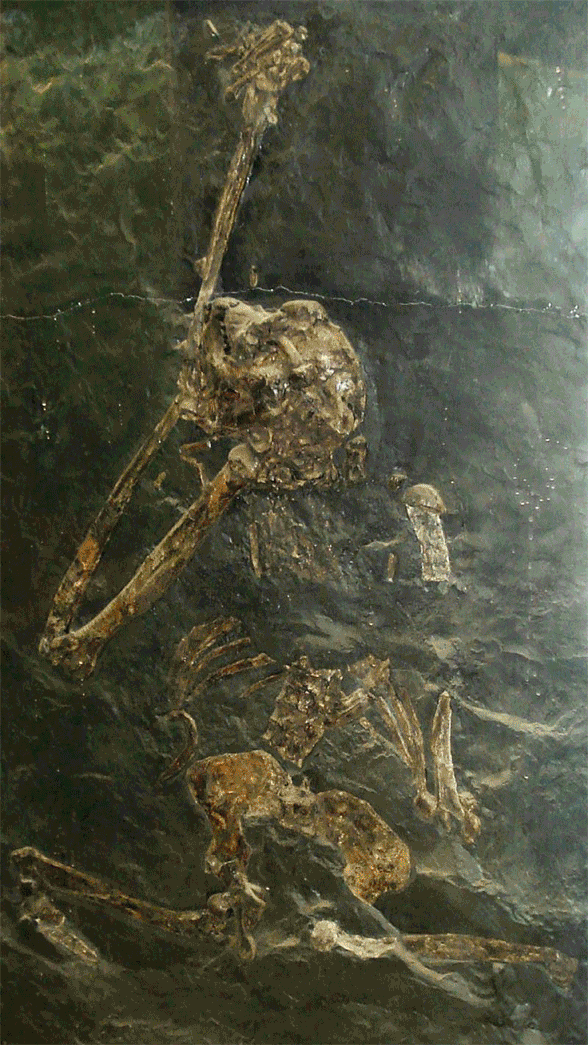 Oreopithecus in situ