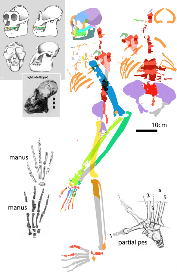 Orepithecus reconstruction