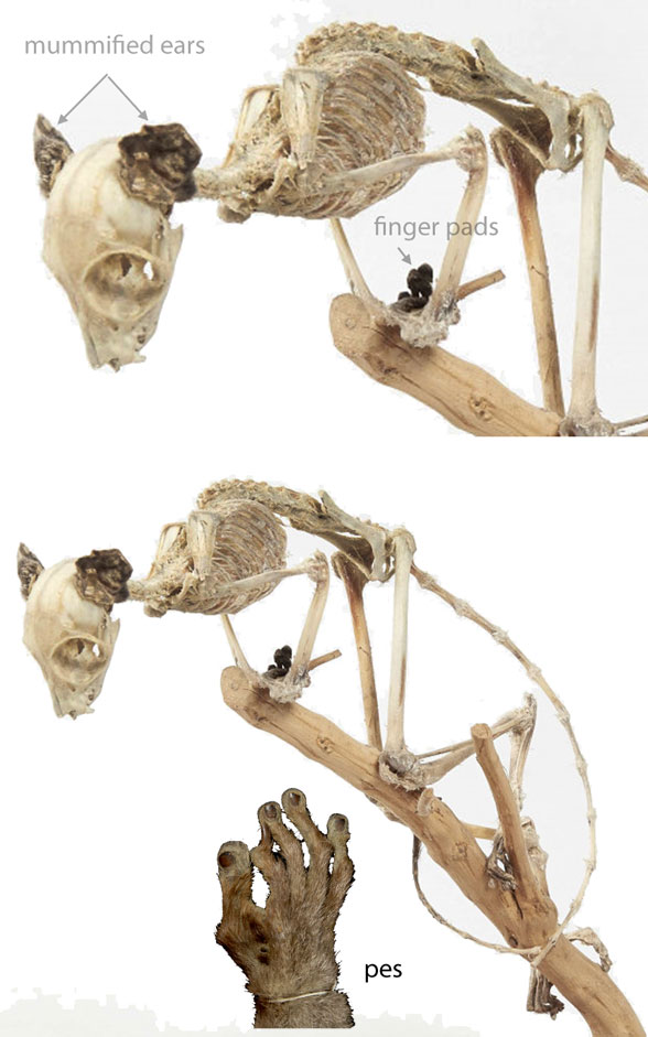 Otolemur skeleton