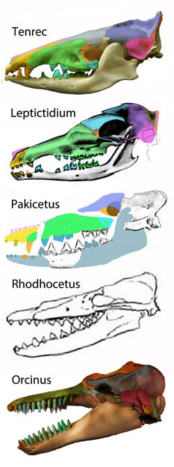 Packicetus skull compared