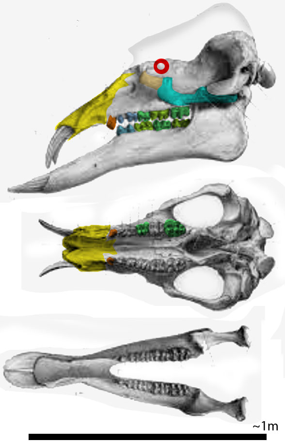 Palaeomastodon skull