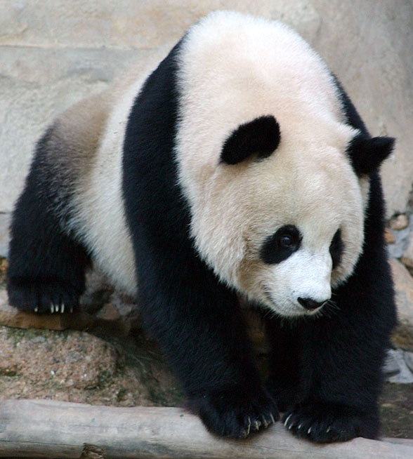 Ailuropoda giant panda