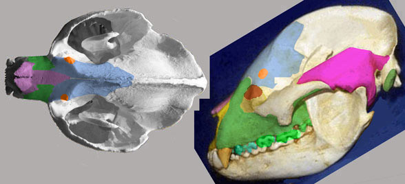 Ailuropoda skull