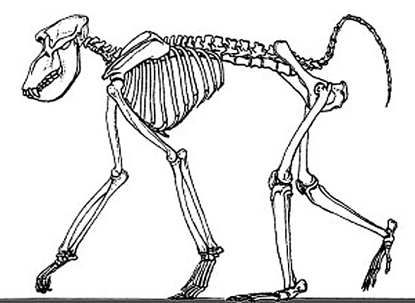 Papio skeleton