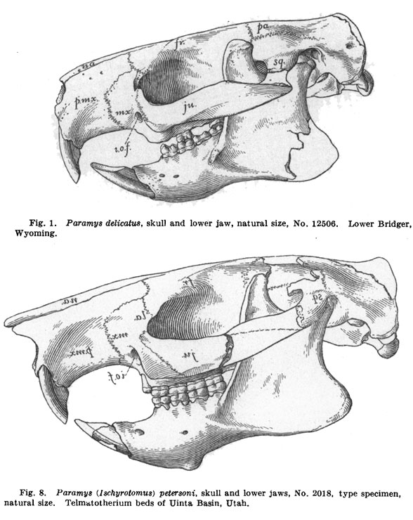 Paramys skulls compared