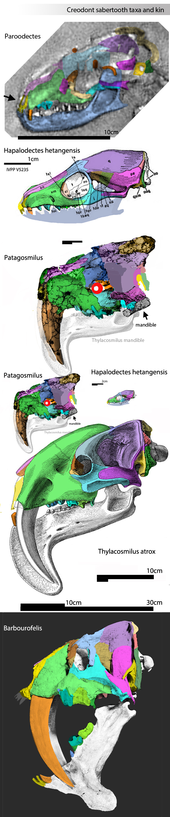 Patagosmilus and Thylacosmilus