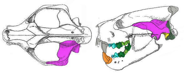 Patriofelis skull