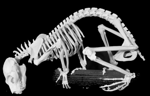Pterodicticus skeleton