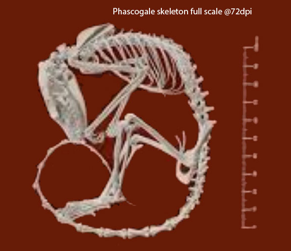 Phascogale skeleton full scale