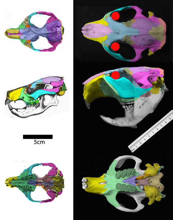 Plesiadapis and Castor skulls to scale