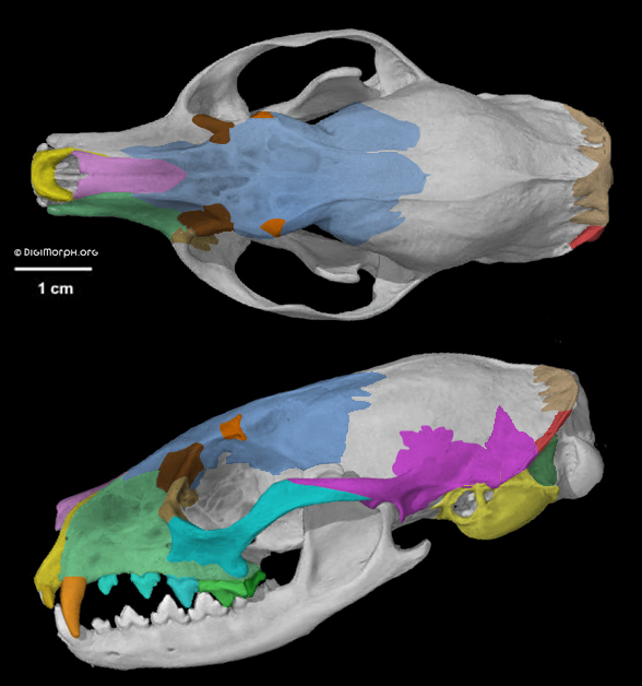 Prionodon skull