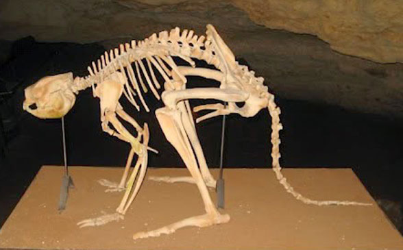Procoptodon skeleton
