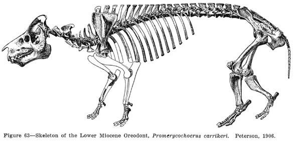 Promerychochoerus skeleton