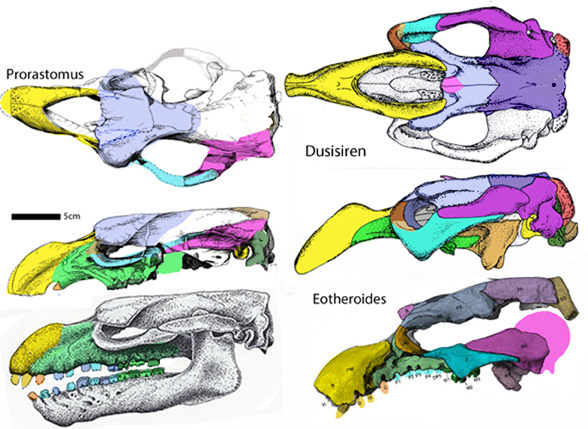 Prorastomus skull