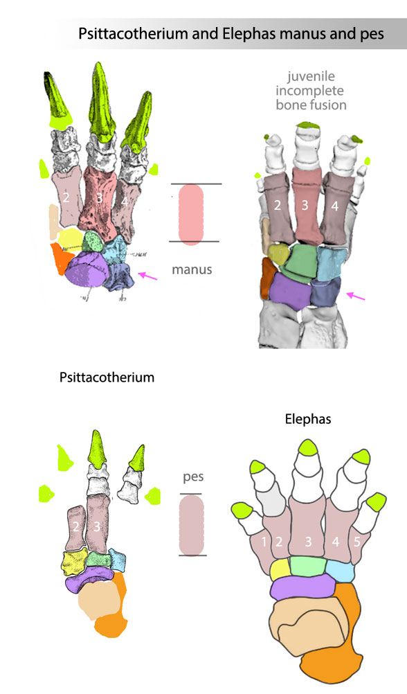 Psittacotherium manus pes compared to Elephas