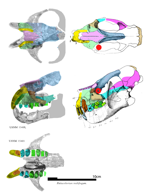 Psittacotherium skulls