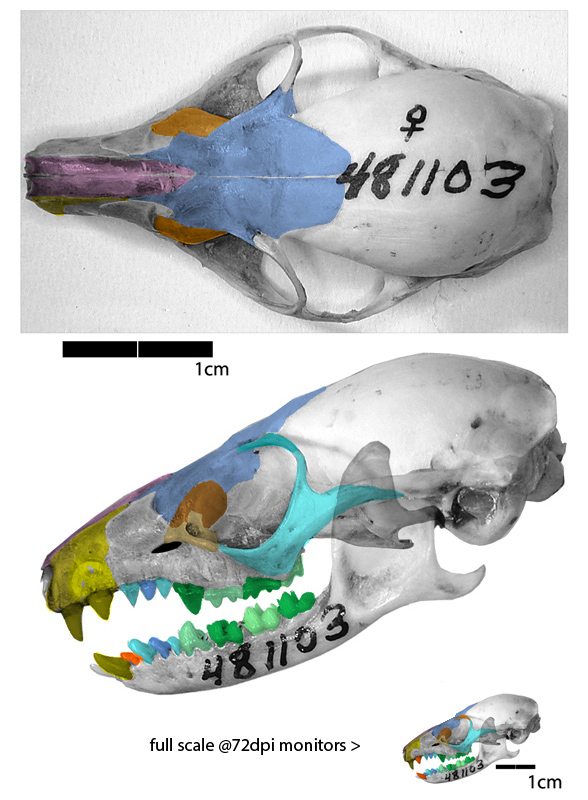 Ptilocercus skull