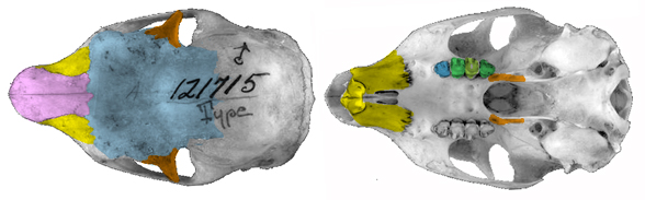 Ratufa skull dorsal