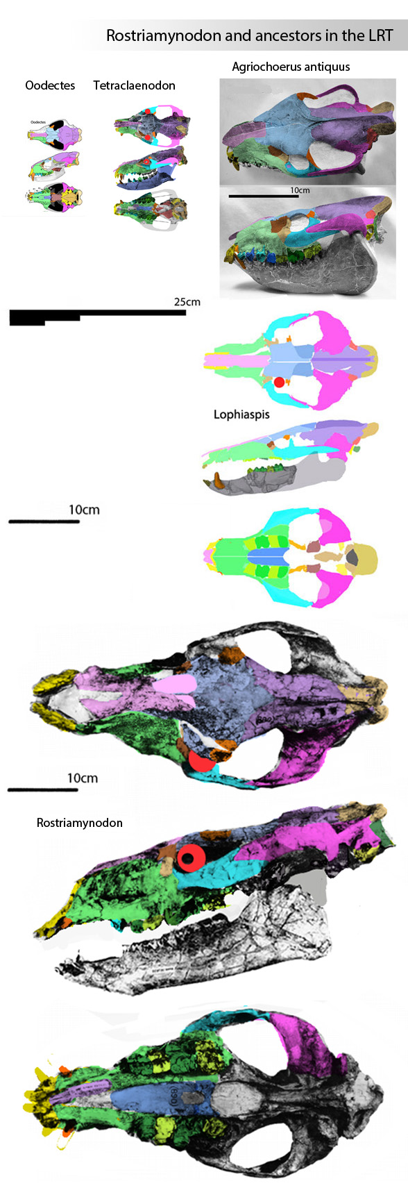 Rostriamynodon ancestors