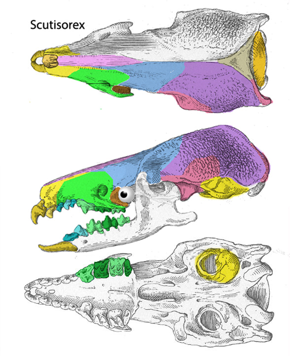 Scutisorex skull
