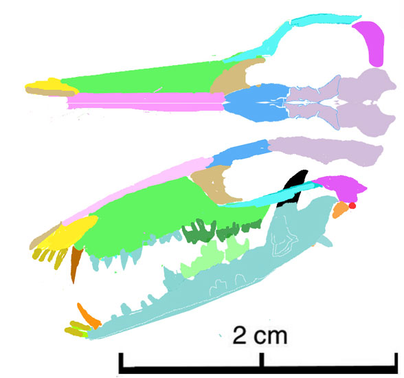 Sinodelphys skull