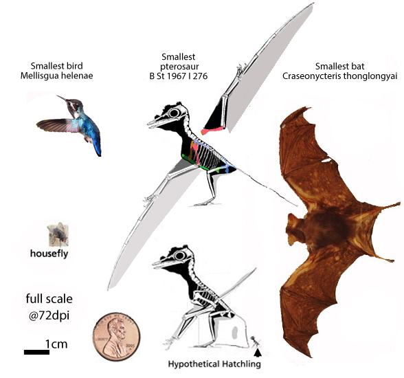 Smallest bird, pterosaur and bat to scale