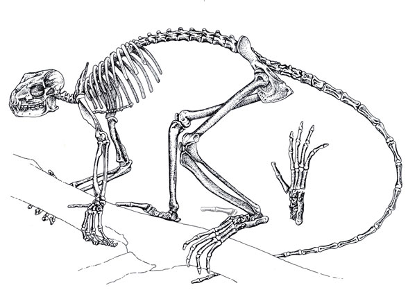 Smilodectes skeleton