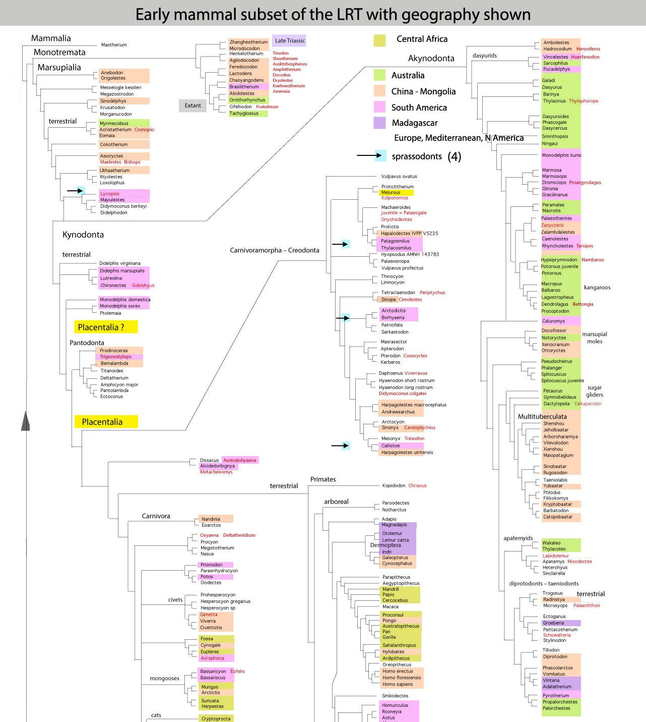 Sprassodonta in the LRT