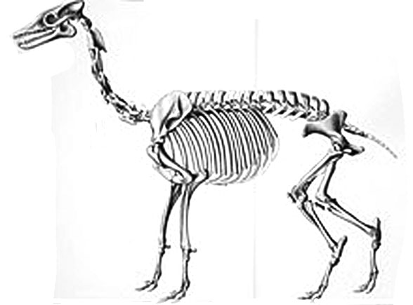 Theosodon skeleton
