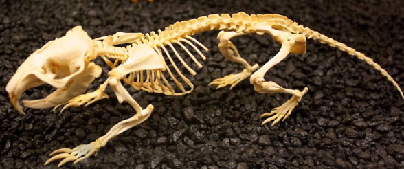 Thomomys skeleton