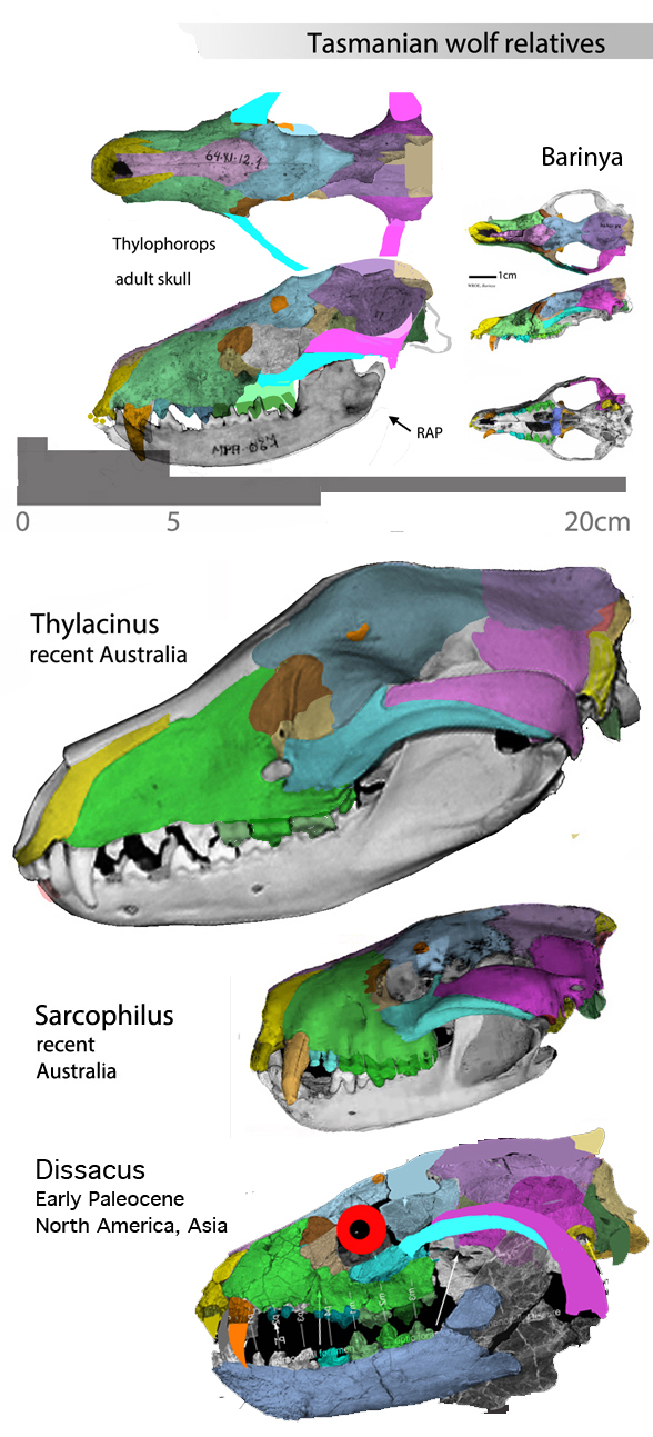 Thylacinus relatives