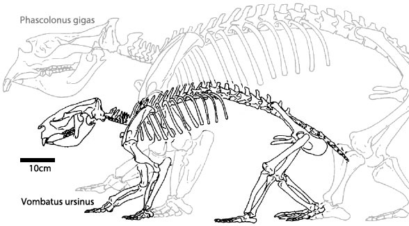 Vombatus skeleton