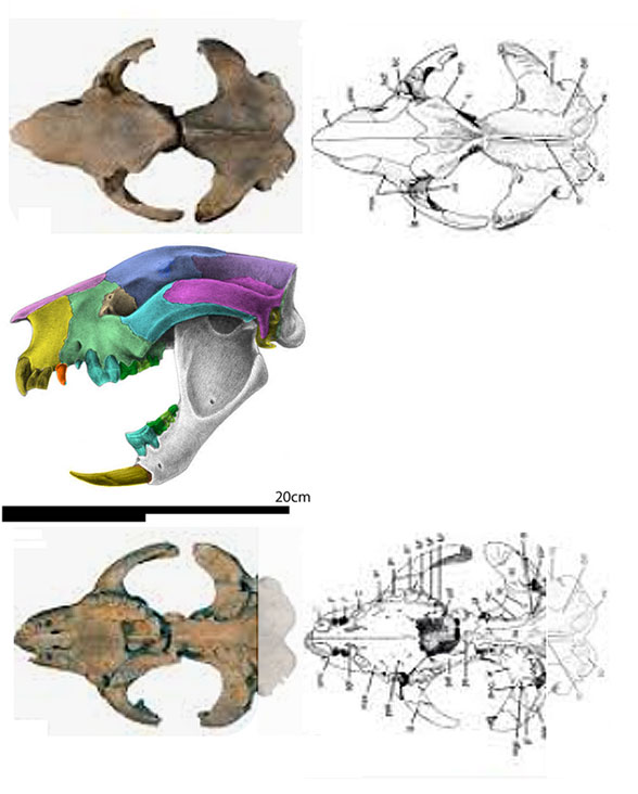 Wakaleo skull 3 views