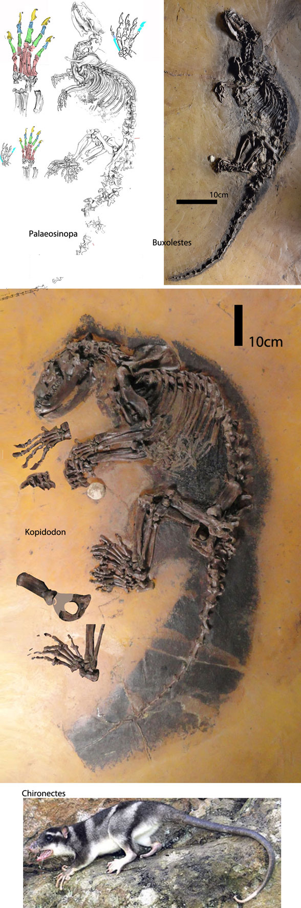 water opossums to scale Chironectes, Kopidodon, Palaeosinopa