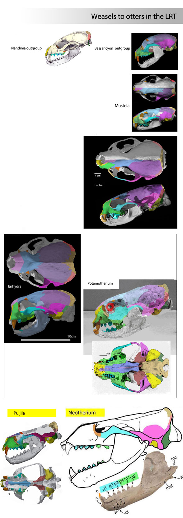 weasels to otters and Neotherium